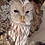 ezo_owl_so2