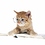 many_cats_so2