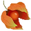 Physalis